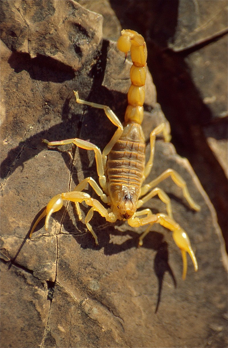 Imagen de Escorpin Amarillo