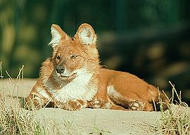 Imagen de Dhole