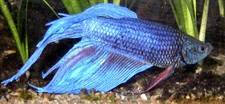 Imagen de Betta splendens