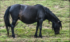 foto de Caballo monchino Imagen de Caballo monchino