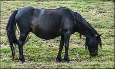 Imagen de Caballo monchino