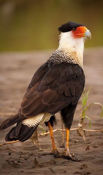 Imagen de Caracara