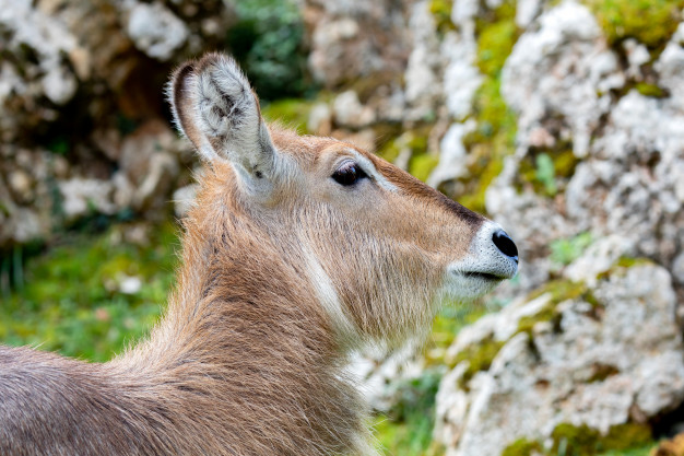 Imagen de Lechwe