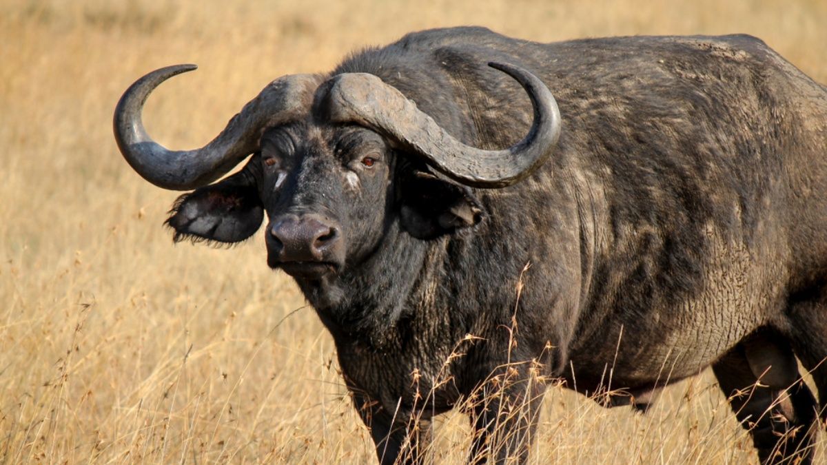 foto de Bufalo Imagen de Bufalo