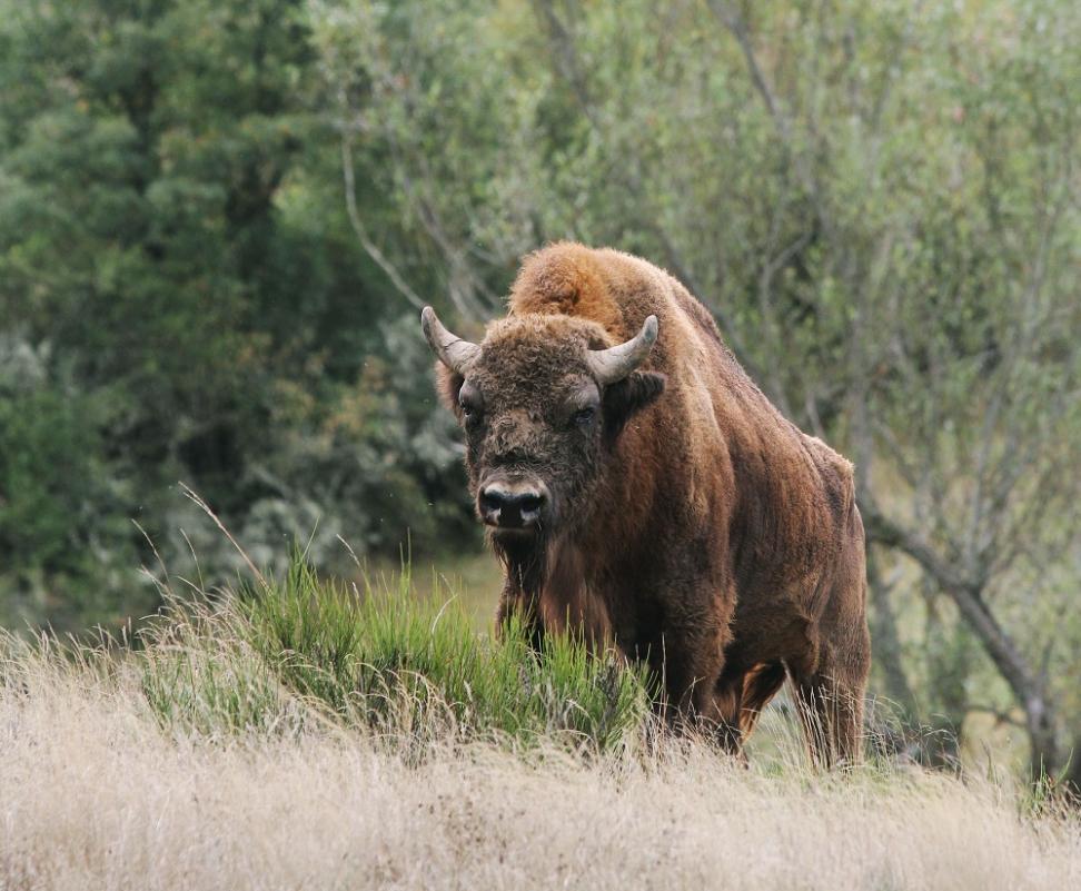 Imagen de Bisonte Europeo