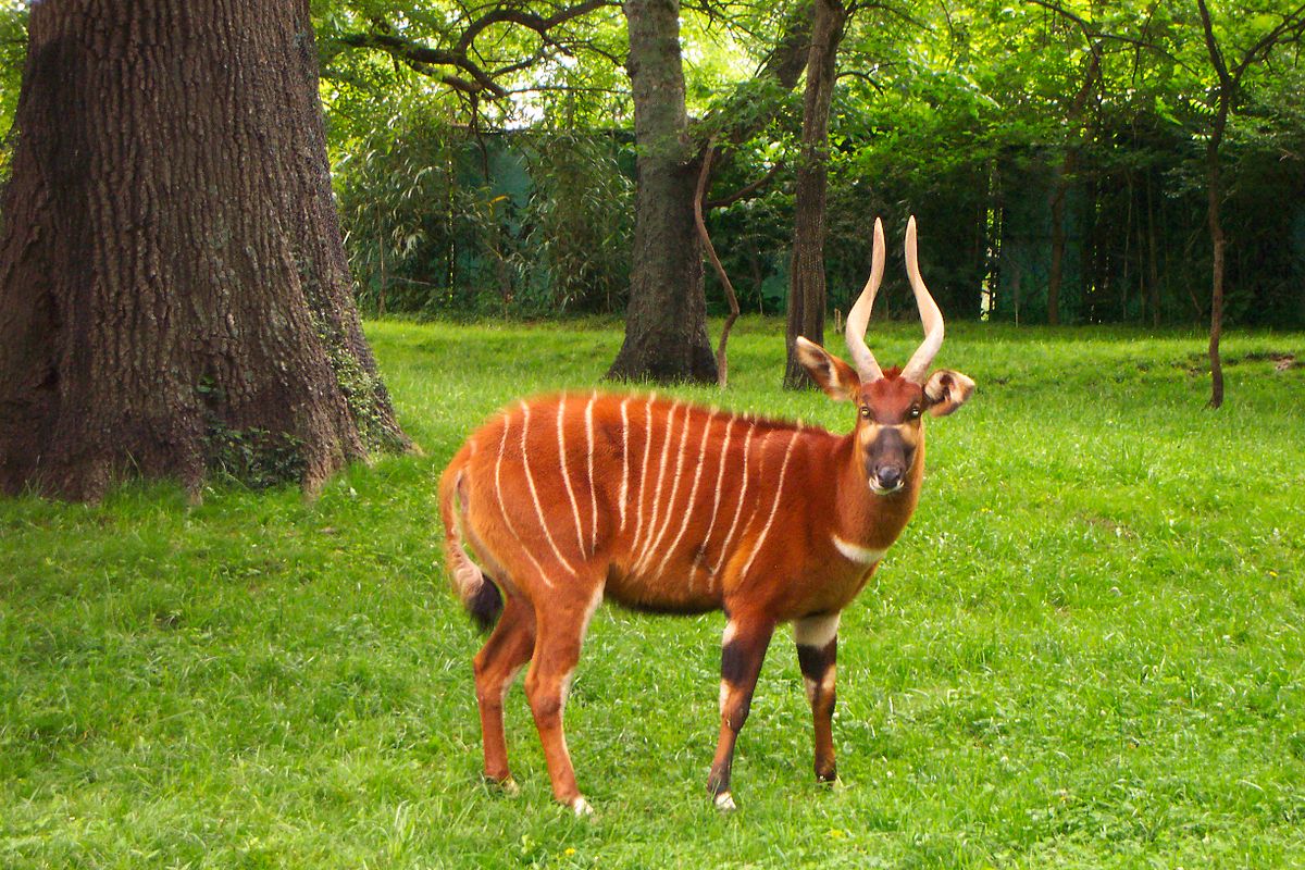 foto de Bongo Imagen de Bongo