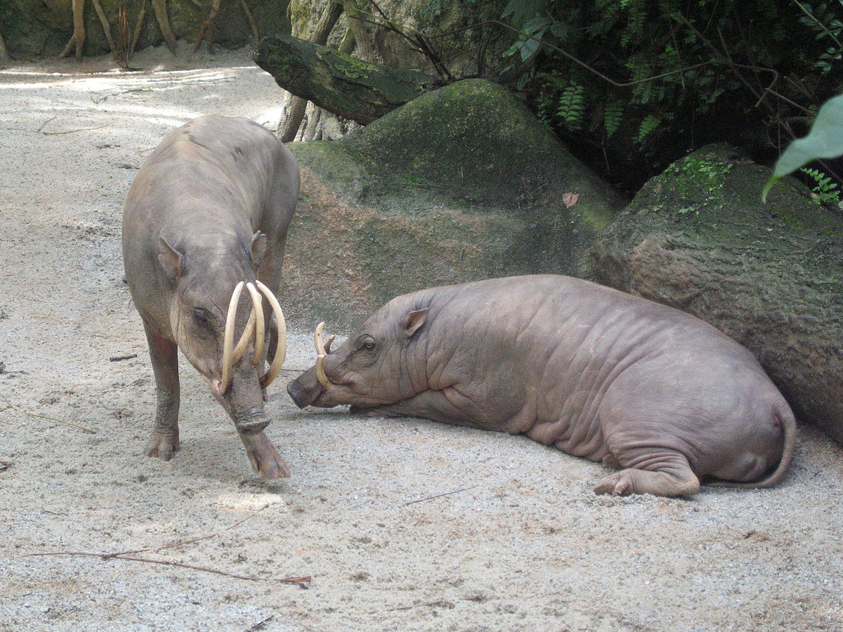 Imagen de Babirusa