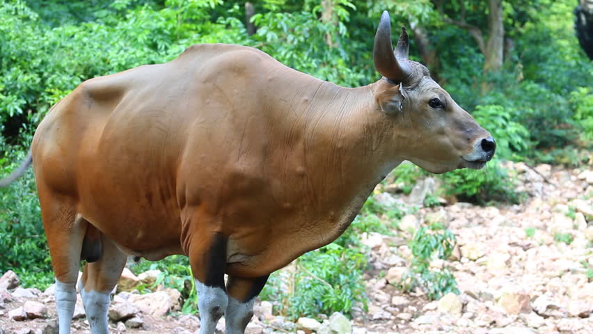 Imagen de Banteng