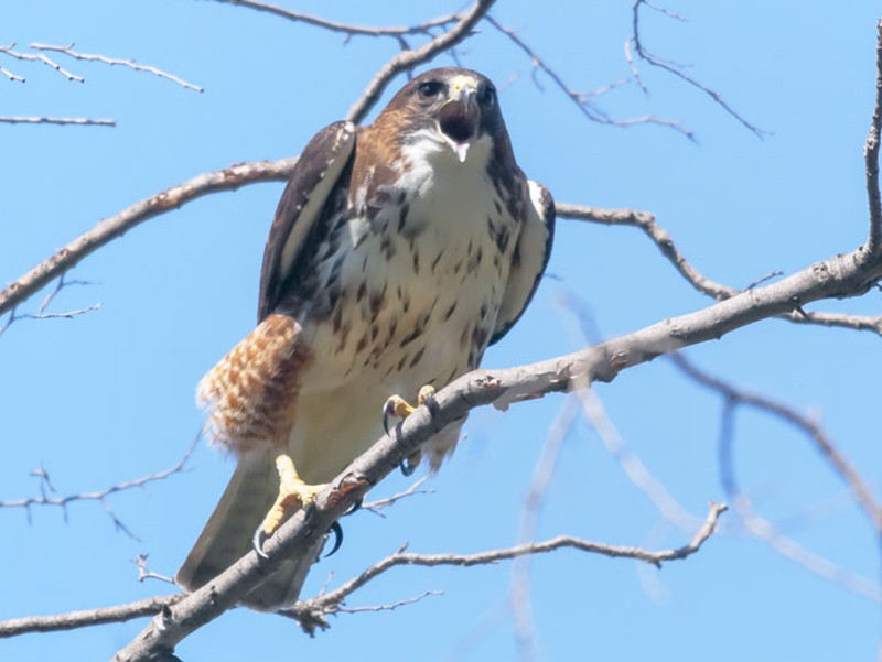 Imagen de Buteo albigula