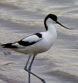 Imagen de Avoceta