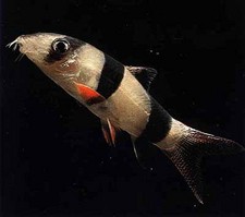 Imagen de Cobitidae