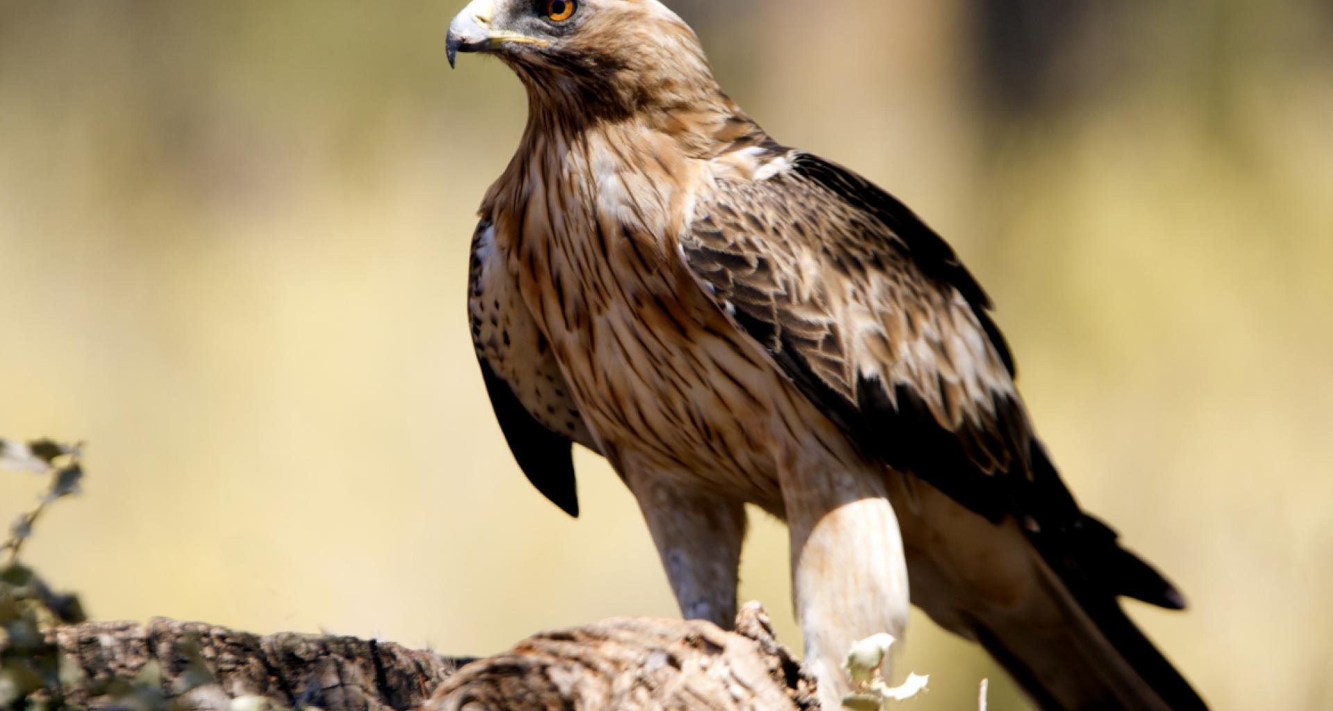 Imagen de Aguila Calzada