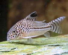 Imagen de Corydoras