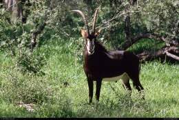 foto de Antilope Negro Imagen de Antilope Negro