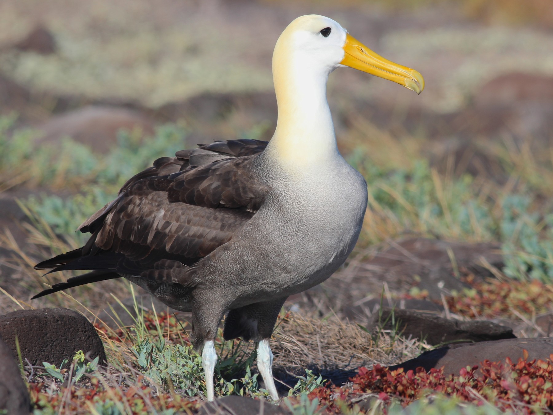 Imagen de Albatro Ondulado