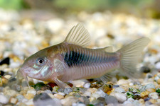 Imagen de Corydoras aeneus