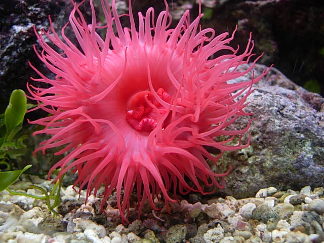foto de Actinia Imagen de Actinia