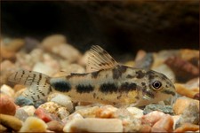 Imagen de Corydoras habrosus