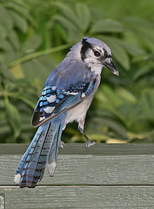 Imagen de Arrendajo azul