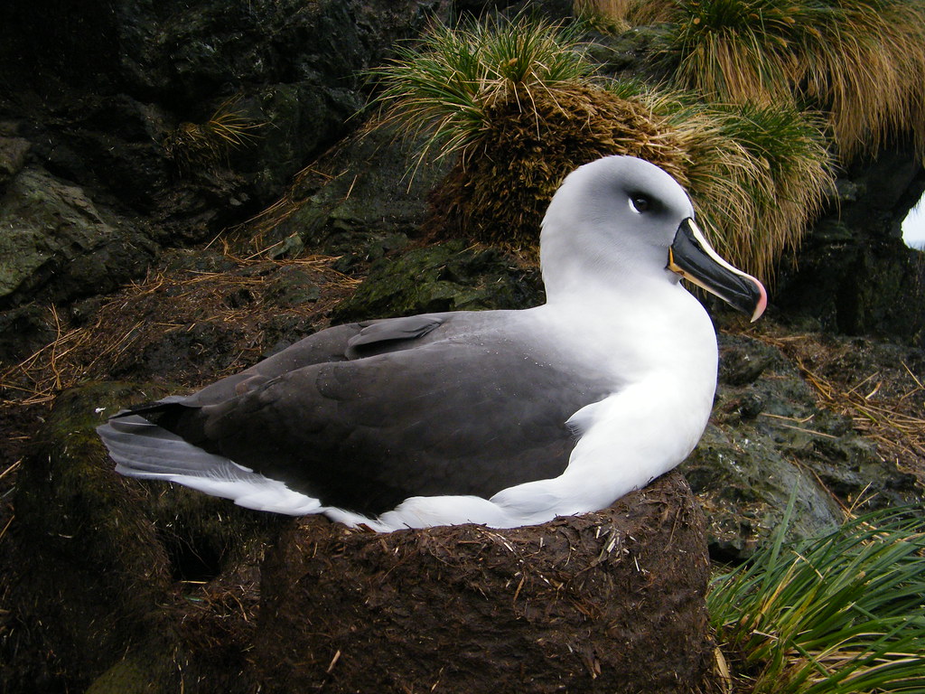 Imagen de Albatro Gris