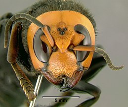 Imagen de Abeja Japonesa