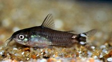 Imagen de Corydoras hastatus