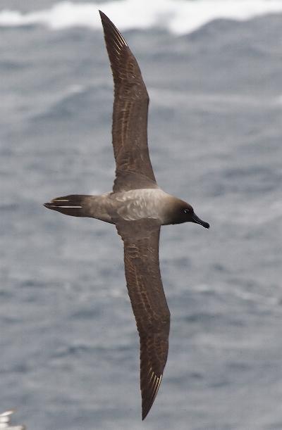 Imagen de Albatro Oscuro