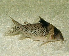 Imagen de Corydoras leucomelas