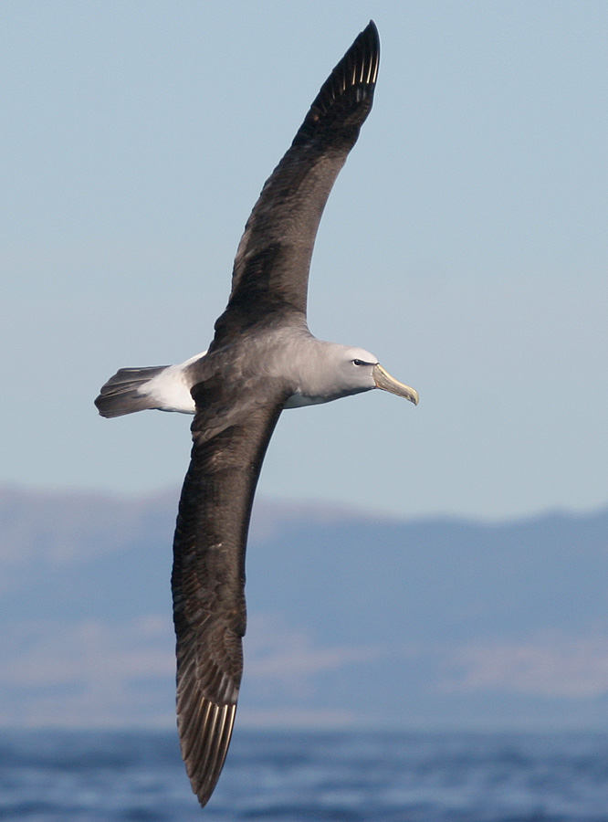 Imagen de Albatro de Frente Blanca