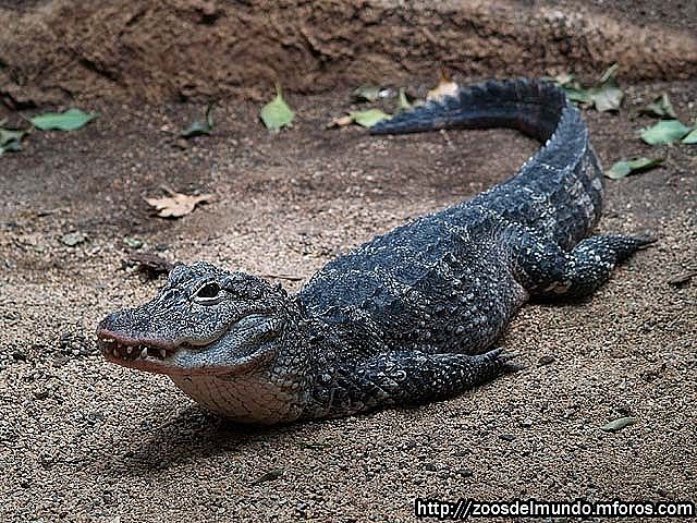 Imagen de Aligator chino,aligtor del Yangtze