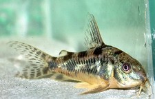 Imagen de Corydoras paleatus