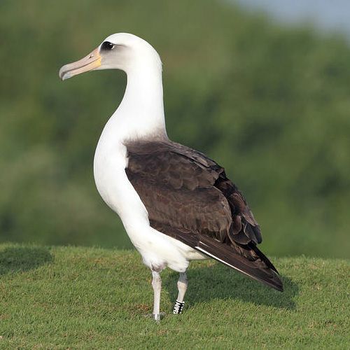 Imagen de Albatro Chlororrinco