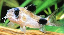 Imagen de Corydoras panda