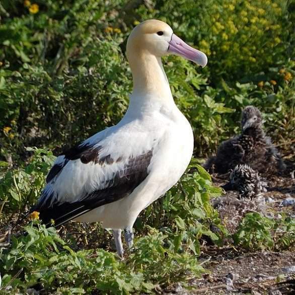 Imagen de Albatro de Cola Corta