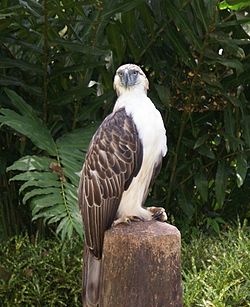 Imagen de Aguila Monera Filipina