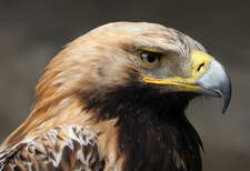 Imagen de Aguila Imperial Oriental