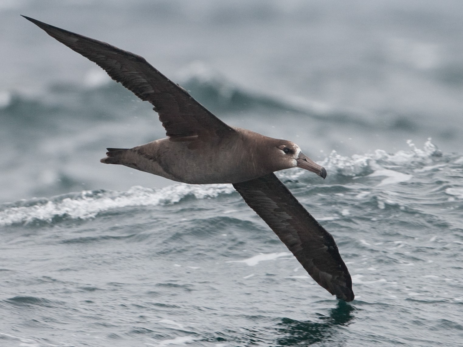 Imagen de Albatro de Patas Negras