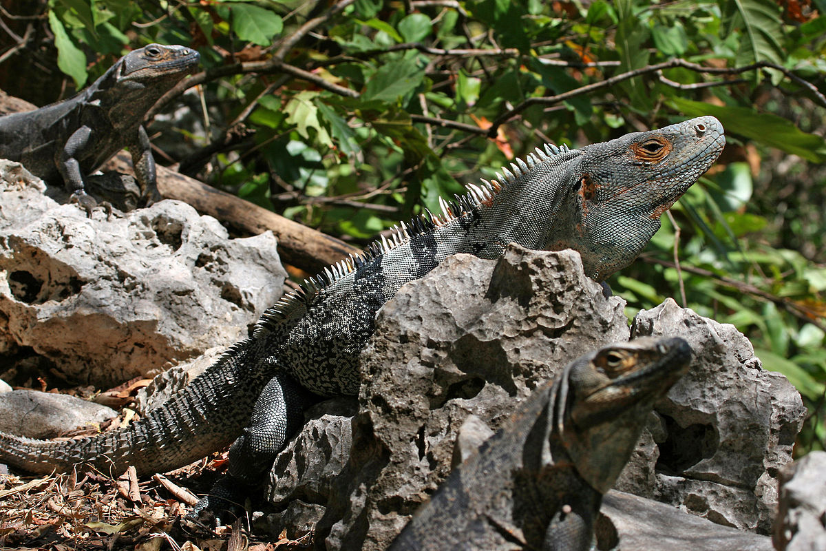 Imagen de Iguana negra