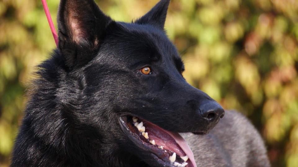 Imagen de perro lobo mexicano