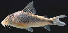Imagen de Corydoras semiaquilus