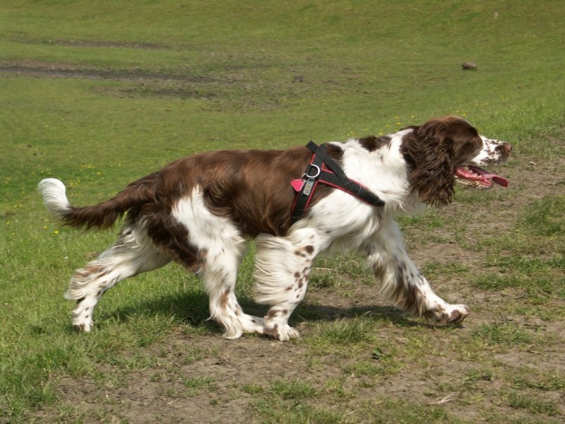 Imagen de Springel spaniel ingles