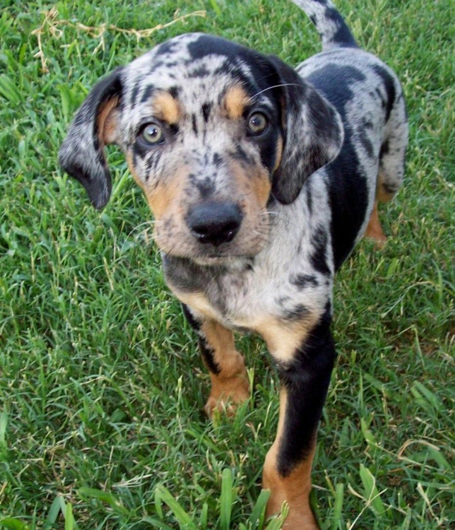 Imagen de Perro leopardo de catahoula