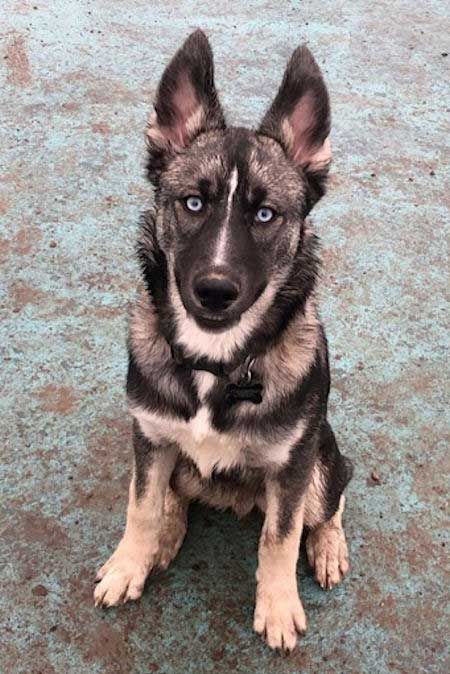 foto de Shepsky Imagen de Shepsky
