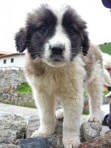 foto de Mucuchies Imagen de Mucuchies