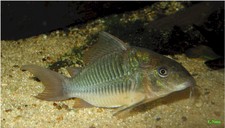 Imagen de Corydoras splendens