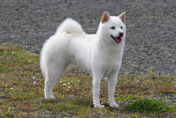 foto de Kishu inu Imagen de Kishu inu