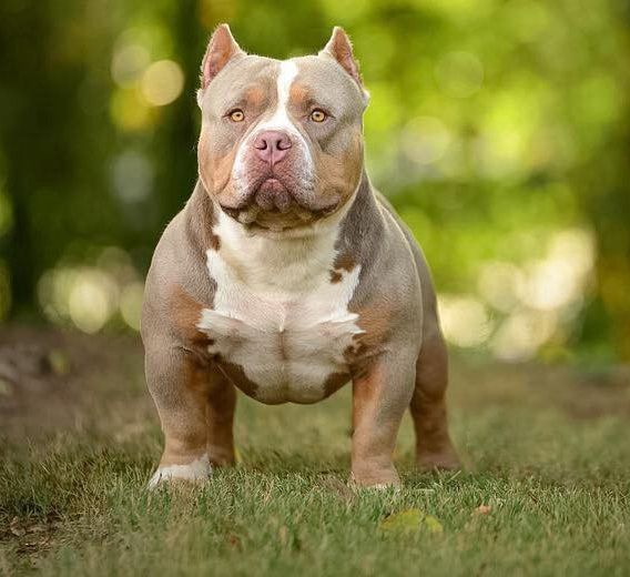 Imagen de American bully