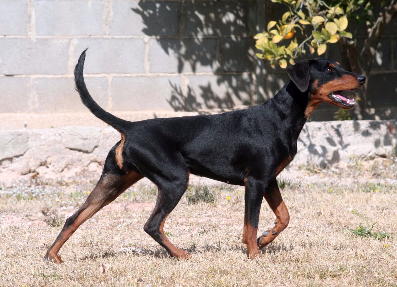 Imagen de Pinscher alemn