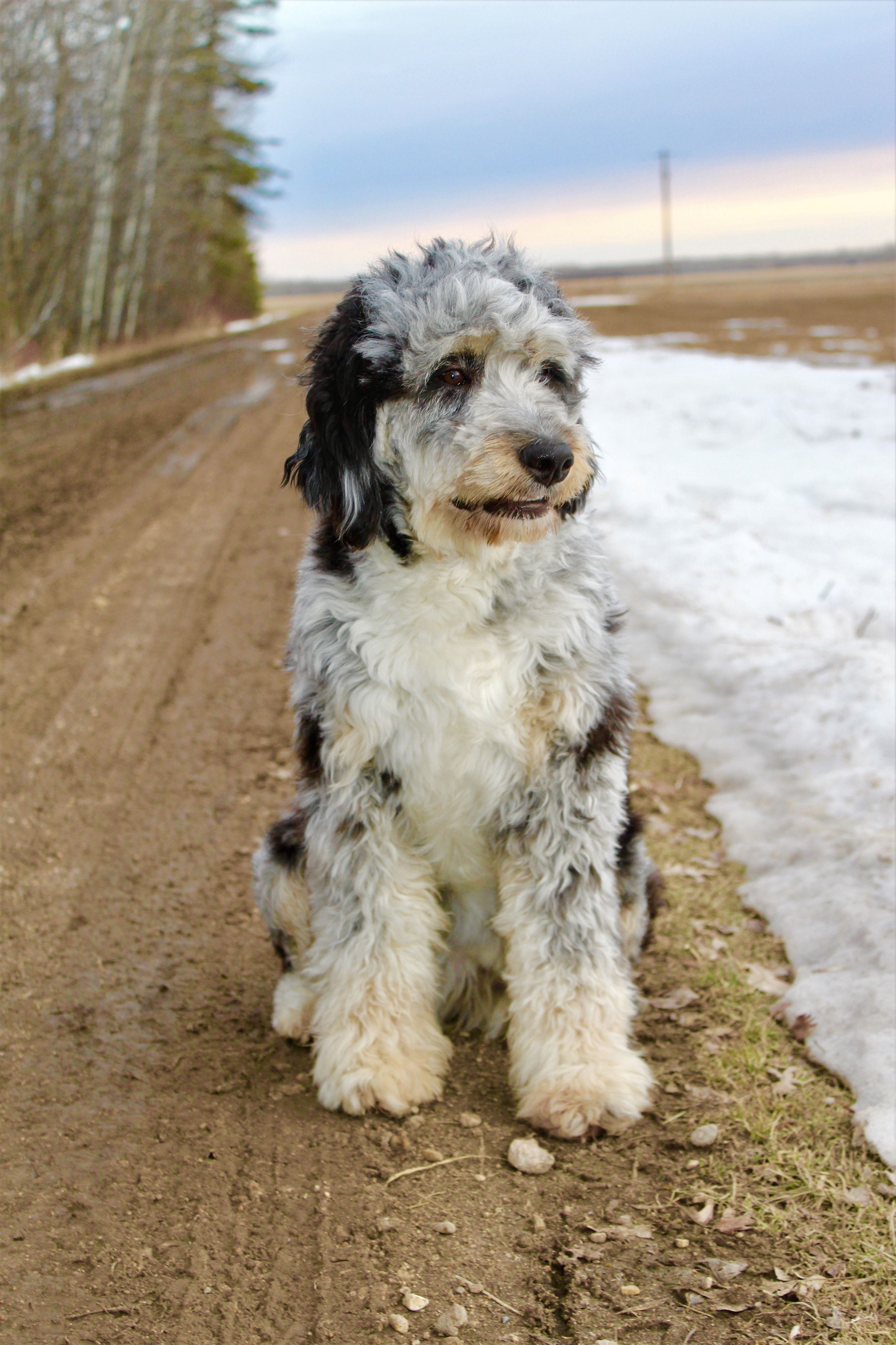 Imagen de Aussiedoodle