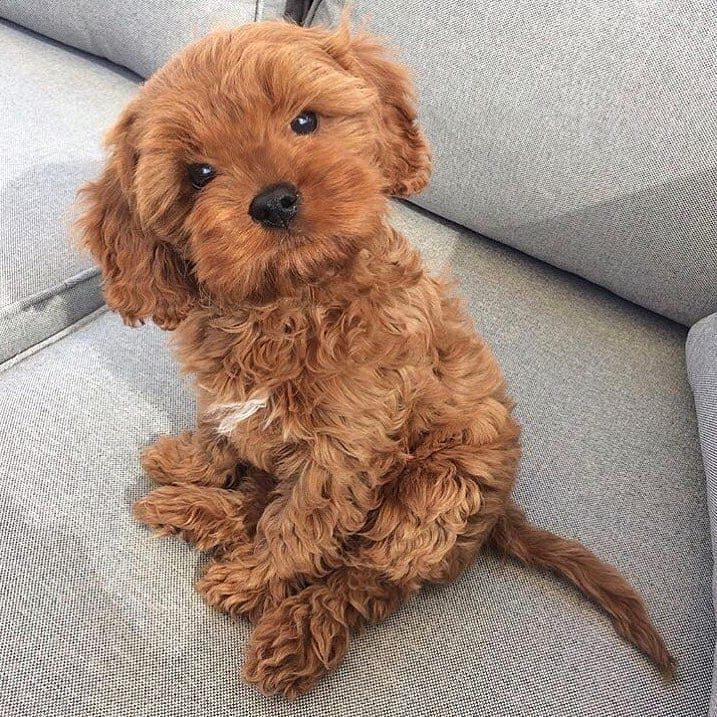 Imagen de Cavapoo